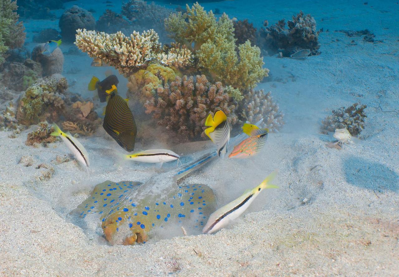Aqaba Adventure Divers Resort & Dive Center Exterior photo