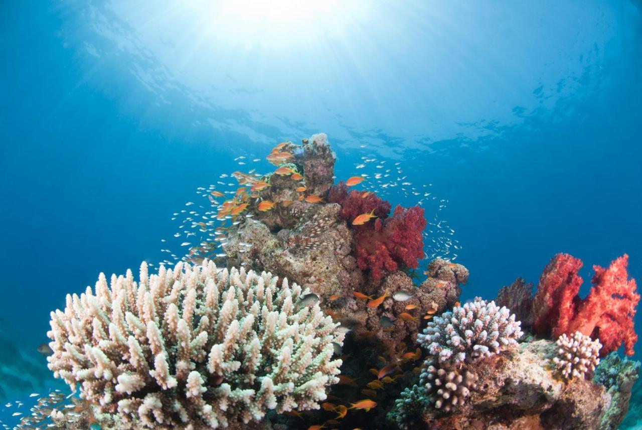 Aqaba Adventure Divers Resort & Dive Center Exterior photo